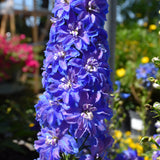 DELPHINIUM GUARDIAN BLUE