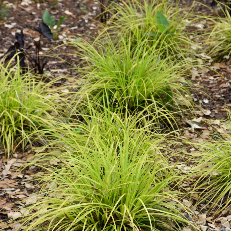 CAREX EVERCOLOR EVERILLO