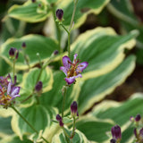 TRICYRTIS SAMURAI