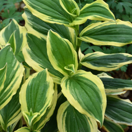 TRICYRTIS SAMURAI