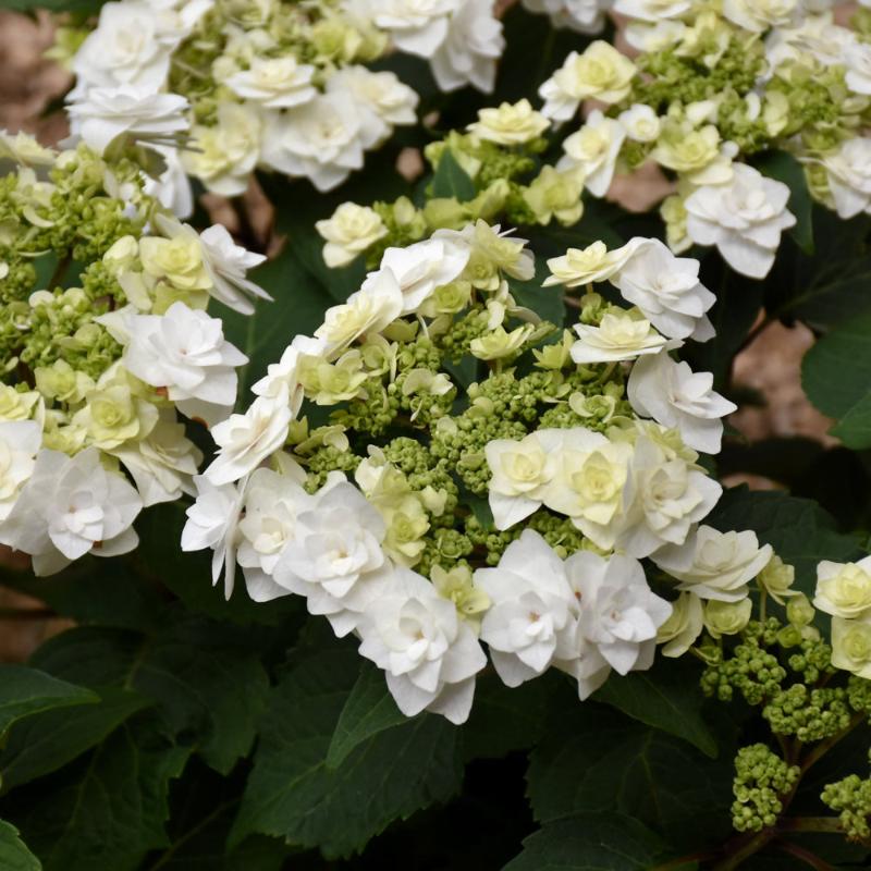 HYDRANGEA WEDDING GOWN