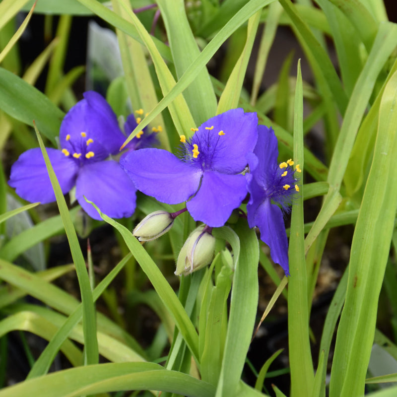 TRADESCANTIA BLUE & GOLD