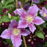 CLEMATIS PIILU