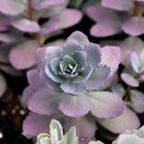 SEDUM PLUM DAZZLED