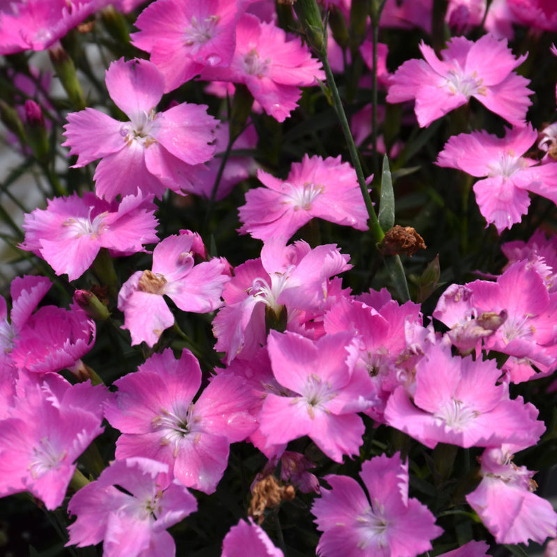 DIANTHUS BEAUTIES KAHORI PINK