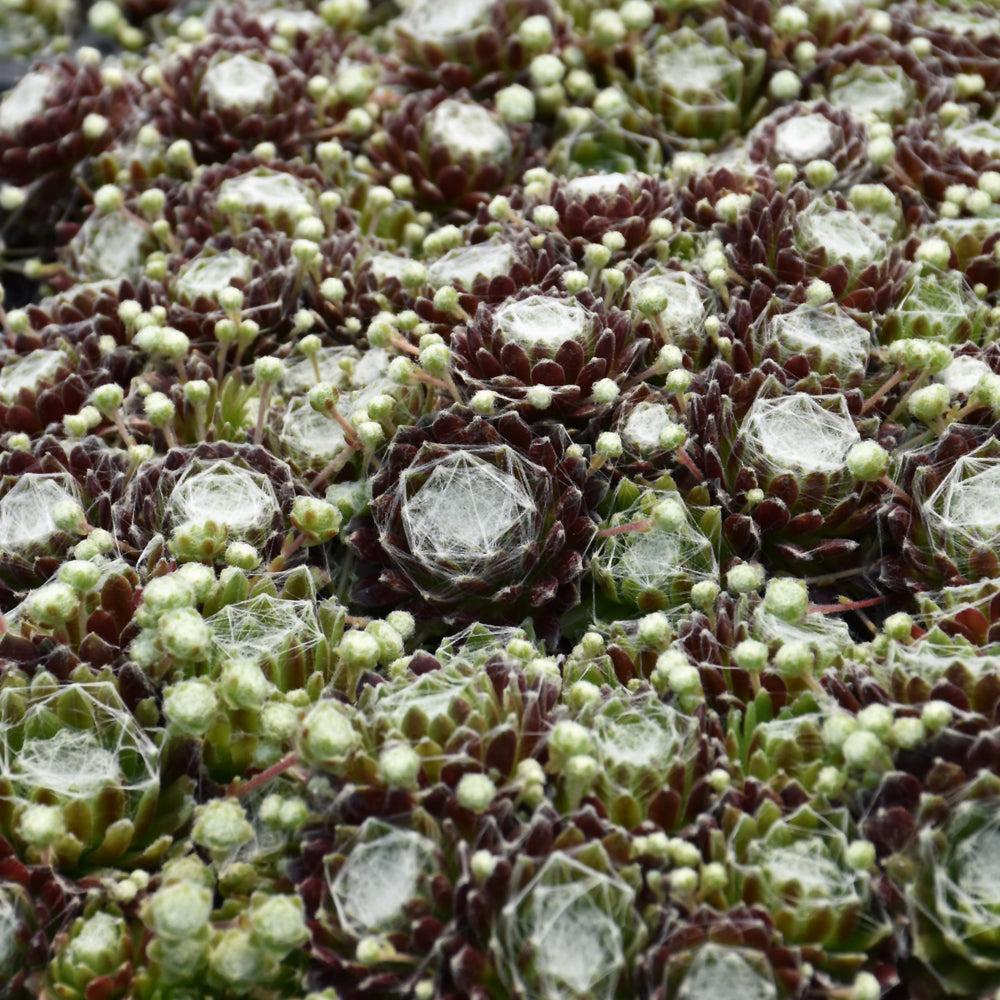 SEMPERVIVUM COBWEB AND BUTTONS