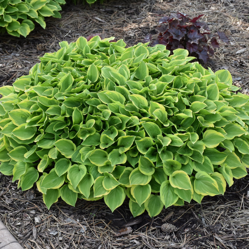 HOSTA GOLDEN TIARA