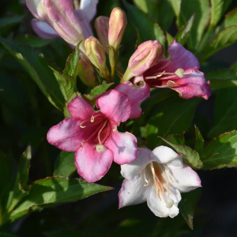 WEIGELA CZECHMARK TRILOGY