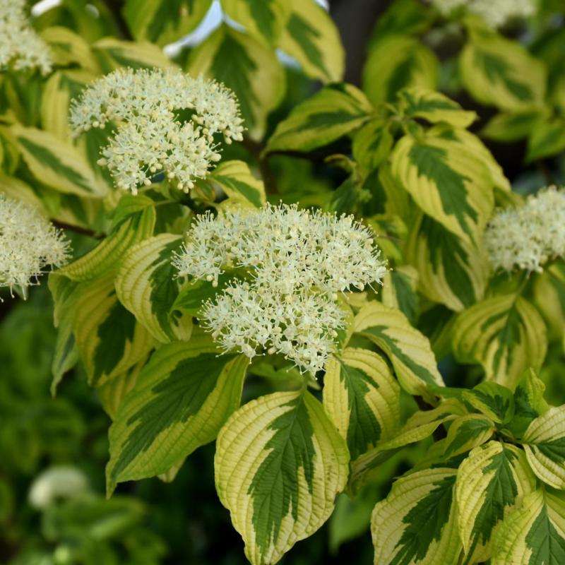 DOGWOOD GOLDEN SHADOWS