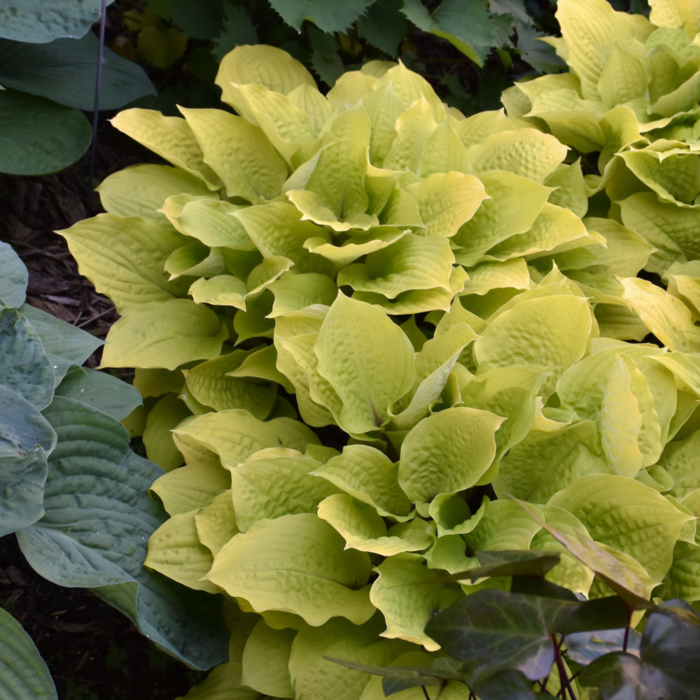 HOSTA FIRE ISLAND