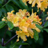 AZALEA GOLDEN LIGHT