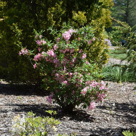 AZALEA CANDY LIGHTS