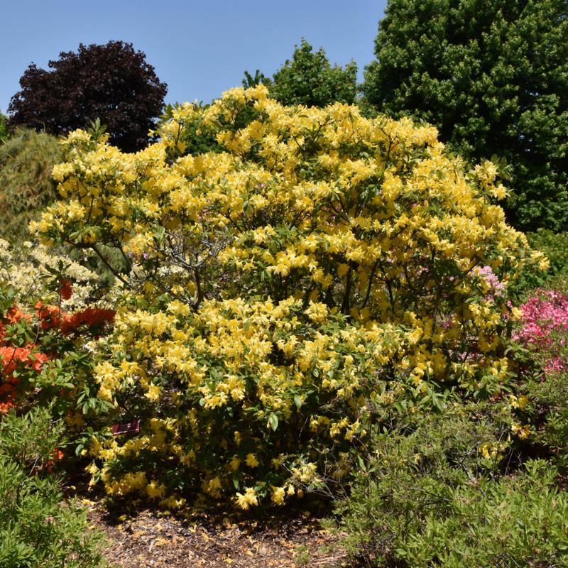 AZALEA LEMON LIGHTS