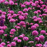 ARMERIA DUSSELDORF PRIDE