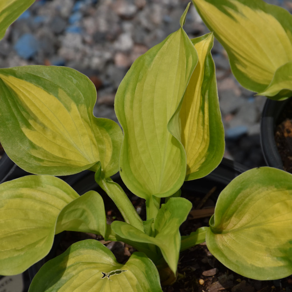 HOSTA LAKESIDE BANANA BAY