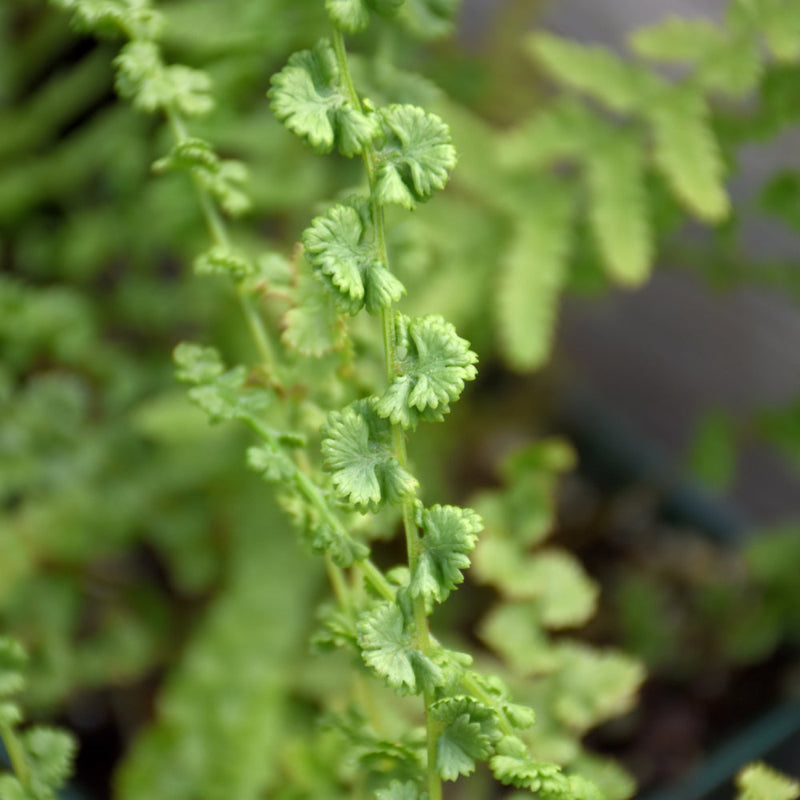 ATHYRIUM FRIZELLIAE