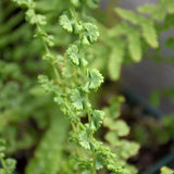 ATHYRIUM FRIZELLIAE