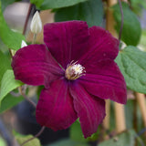 CLEMATIS ROUGE CARDINAL