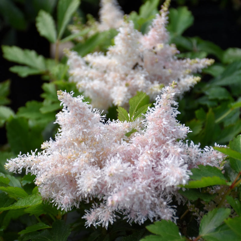 ASTILBE SUGARBERRY