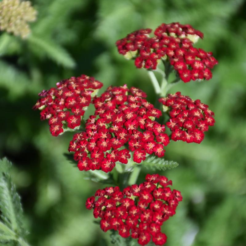 ACHILLEA SASSY SUMMER SANGRIA