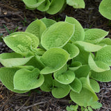 HOSTA MAUI BUTTERCUPS