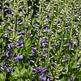 BAPTISIA PURPLE SMOKE