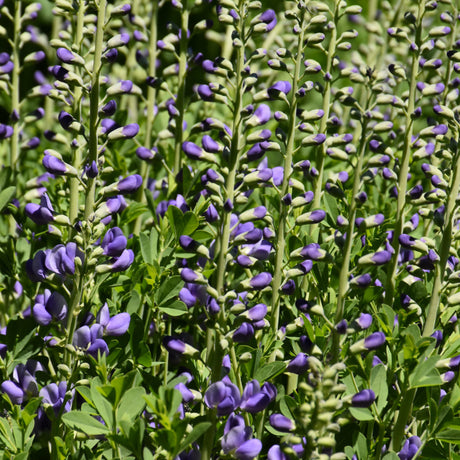 BAPTISIA PURPLE SMOKE