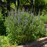 BAPTISIA PURPLE SMOKE