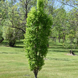 HACKBERRY PRAIRIE SENTINEL