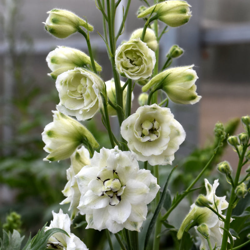 DELPHINIUM BLACK EYED ANGELS