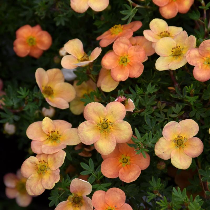 POTENTILLA ORANGEADE