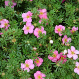 POTENTILLA BELLA BELLISSIMA