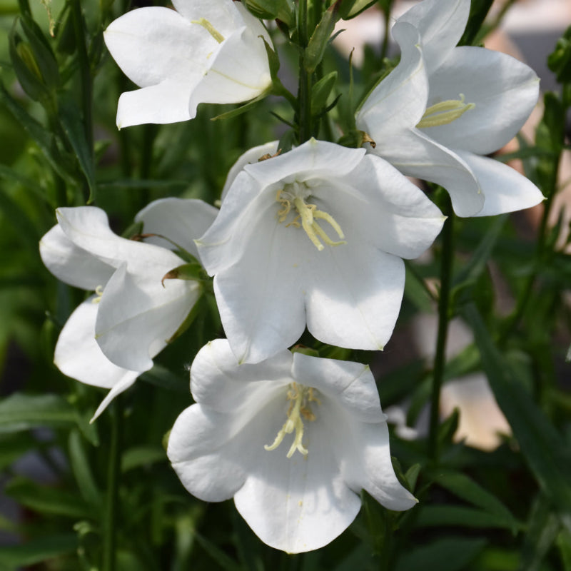 CAMPANULA TAKION WHITE