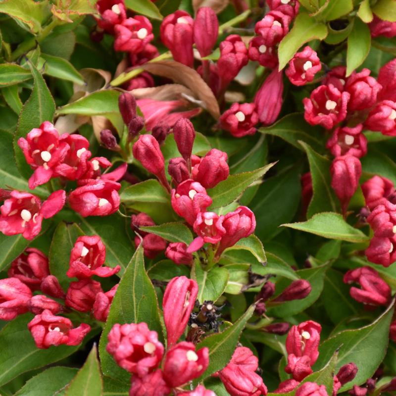 WEIGELA CRIMSON KISSES