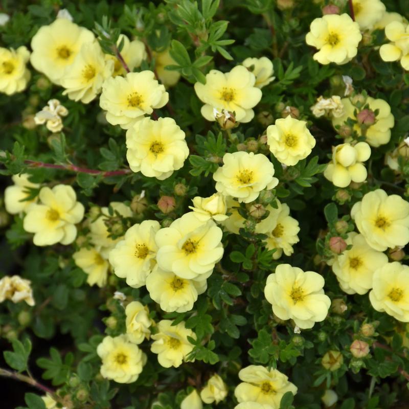 POTENTILLA LEMON MERINGUE