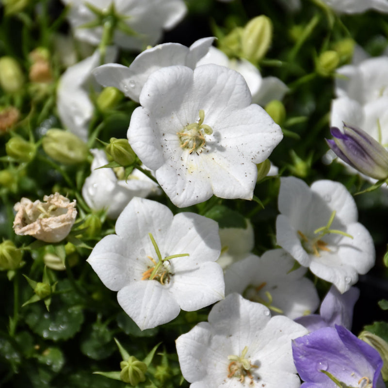 CAMPANULA RAPIDO WHITE