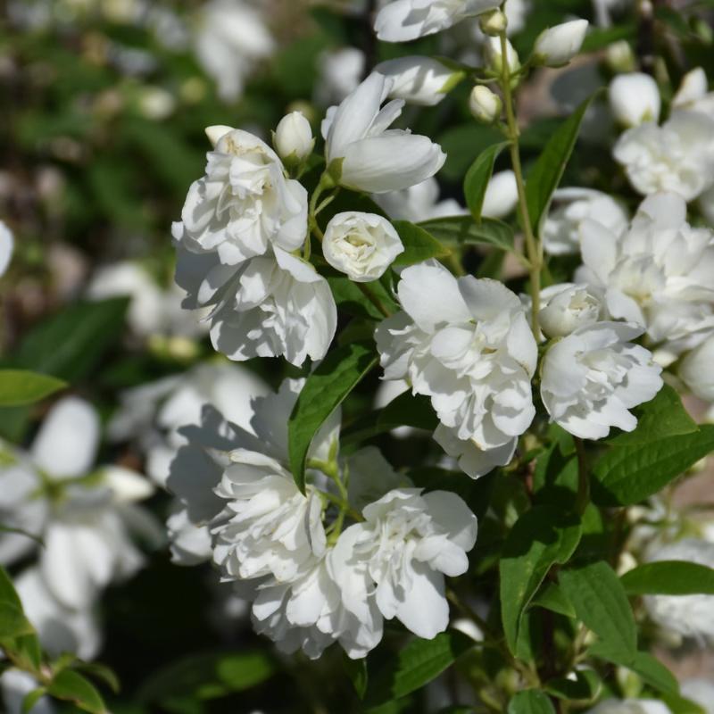 MOCK ORANGE SNOW DWARF