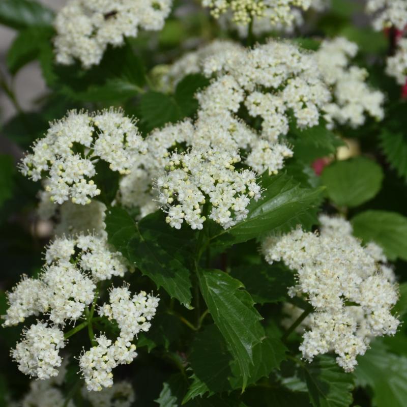 VIBURNUM BLUE MUFFIN