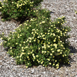 POTENTILLA LEMON MERINGUE