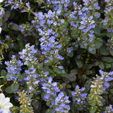 AJUGA CHOCOLATE CHIP