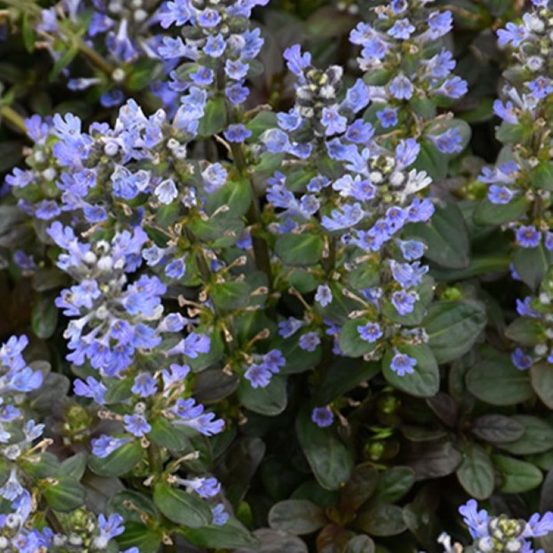 AJUGA CHOCOLATE CHIP