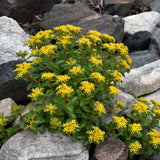 SEDUM KAMTSCHATICUM