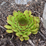 SEMPERVIVUM SUNSET