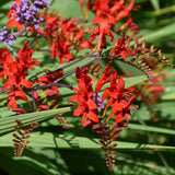 CROCOSMIA LUCIFER