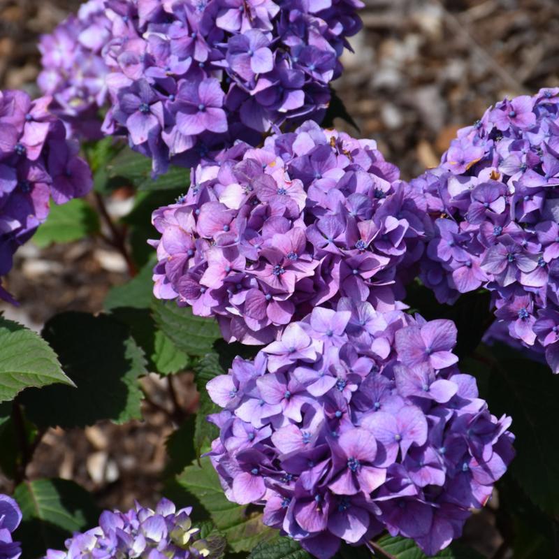 HYDRANGEA BLOOMSTRUCK