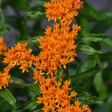 ASCLEPIAS TUBEROSA