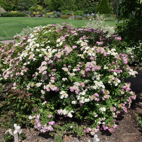 SPIREA SHIROBANA