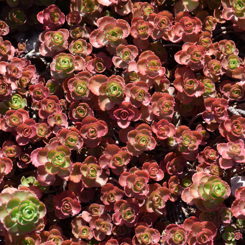 SEDUM DRAGONS BLOOD