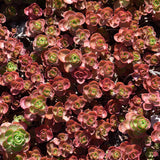 SEDUM DRAGONS BLOOD