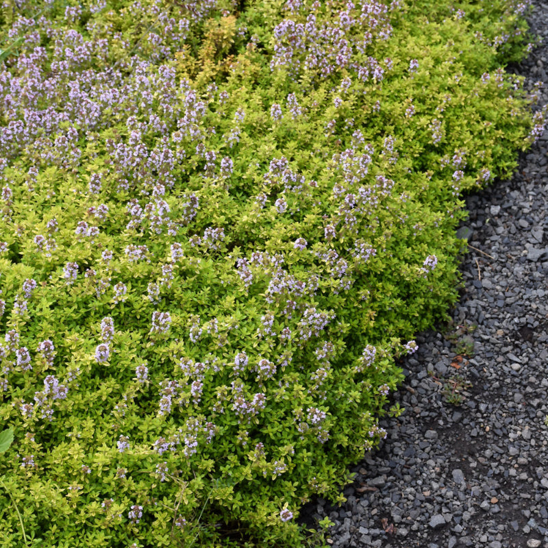 THYMUS GOLDEN LEMON